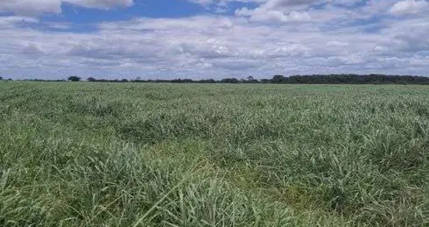 Fazenda com 570 hectares bastante estruturada na região de Monte Alegre