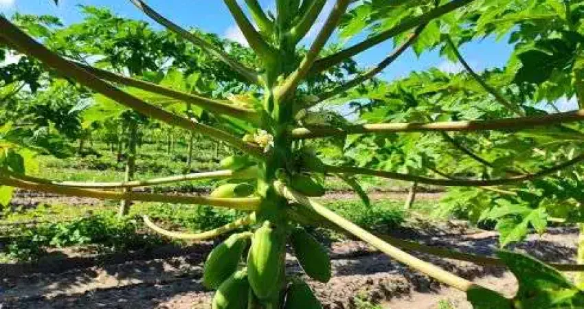 área com 62 hectares no arena município de são José de mipibu
