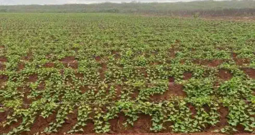 fazenda com 50 hectares com irrigação e usina solar