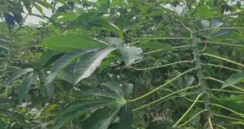 Fazenda com 80 hectares na região de Macaiba próximo a Vera cruz