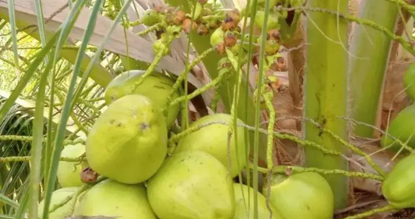 fazenda com 60 hectares próximo a santa luzia de touros plantada de coqueiros híbrido e bamana