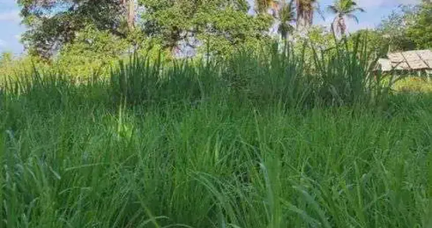 Excelente Fazenda com 183 hectares na região de pureza