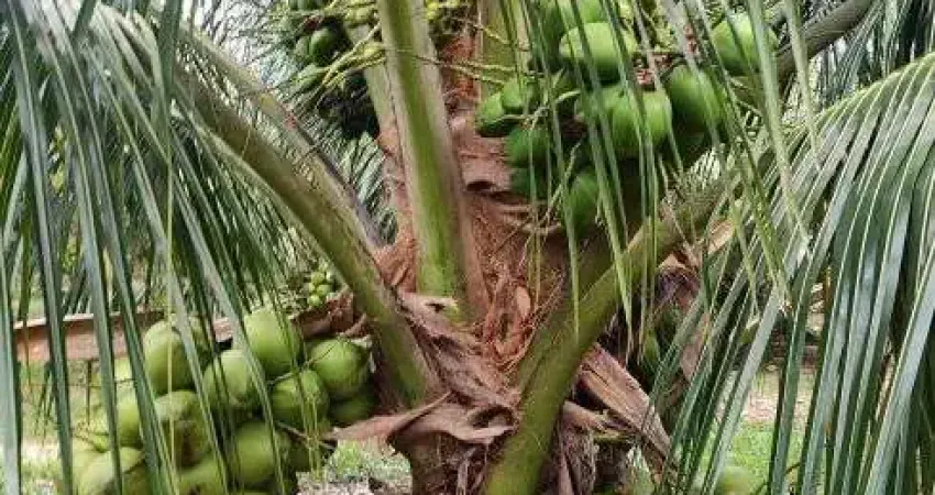 fazenda com 50hc de coqueiros com 10 mil pés plantados com energia solar 100% irrigado