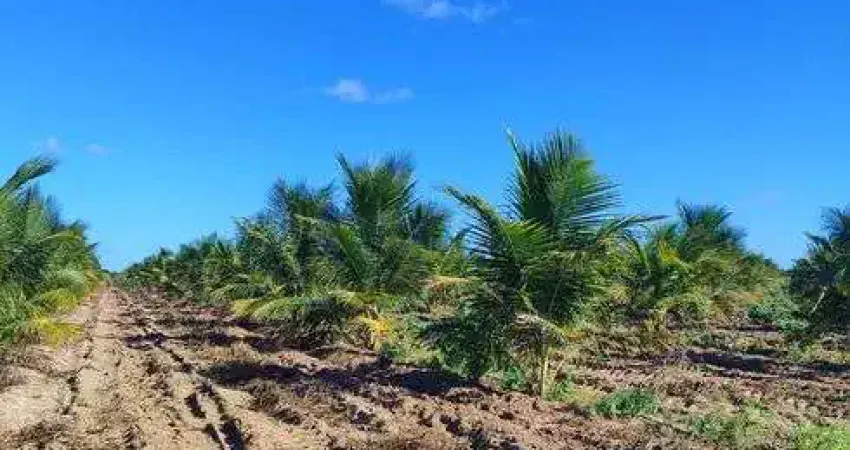 Fazenda com 50 hectares 90% plantada de coqueiro 10% plantada de banana 3 poços 100% irrigada casas