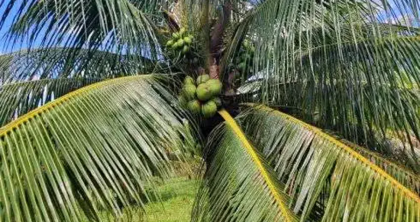 alugo fazenda de coqueiro na grande natal zona sul entre s. José e Goianinha