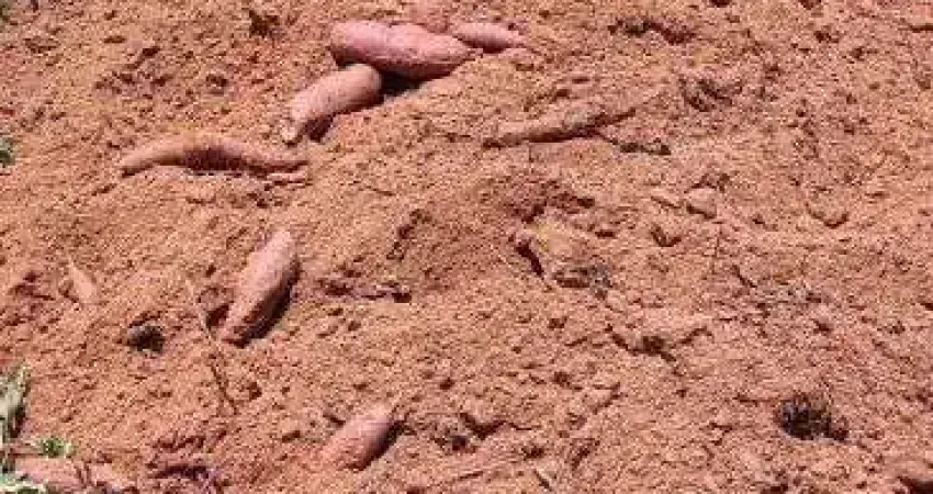 fazenda com 1.300 hectares na região de rio do fogo
