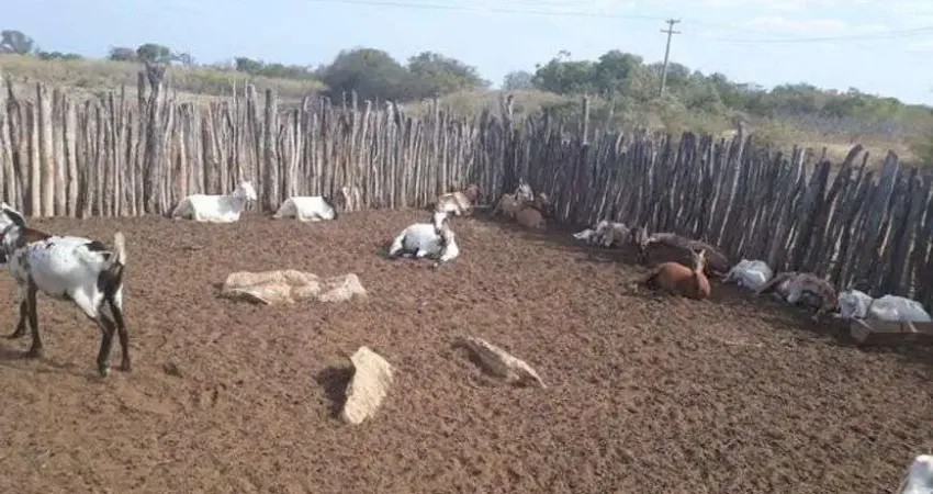 Linda Fazenda com 380 hectares na chapada de Apodi-RN