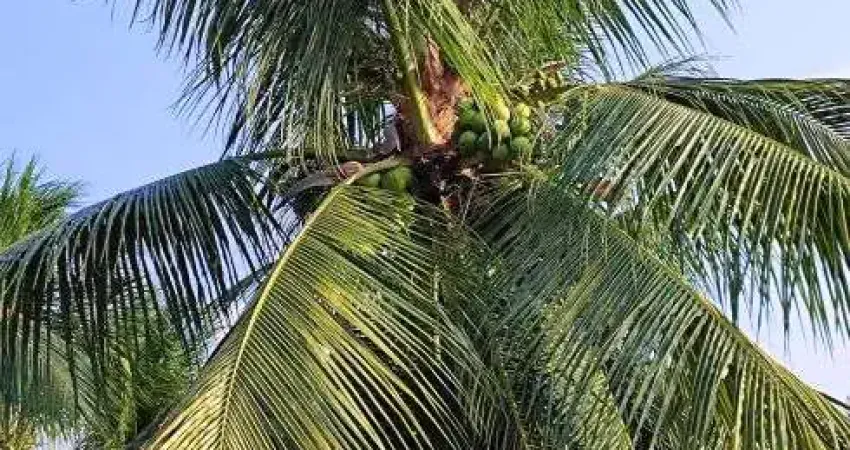 fazenda com 40 hectares plantada de coqueiros em produção