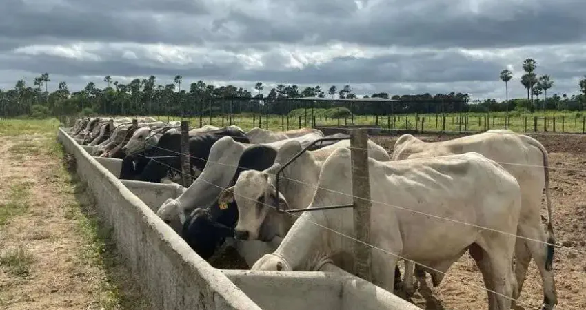 fazenda com 191 hectares na região de Carnaubais um luxo de propriedade