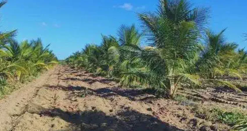 Excelente Fazenda com 50 hectares em Touros 90% plantada de coqueiro 10% plantada de banana