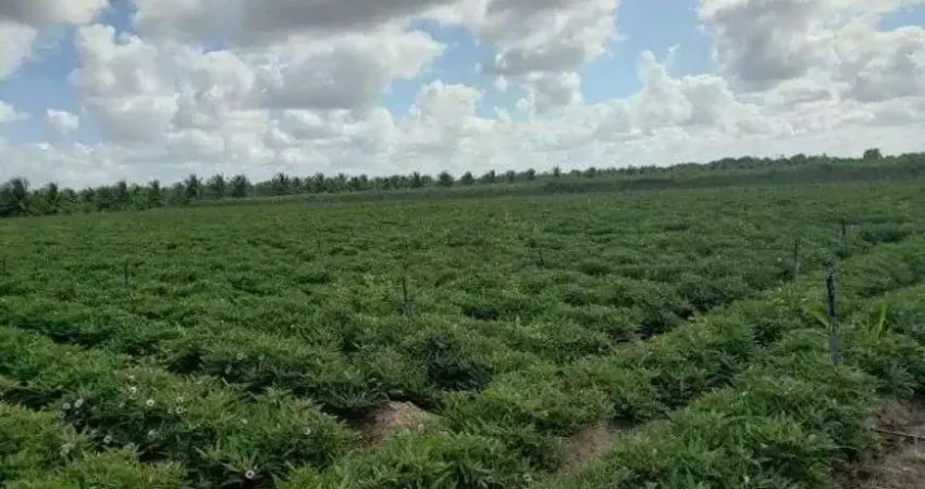 Chácara / sítio com 3 quartos à venda no Centro, Vera Cruz 
