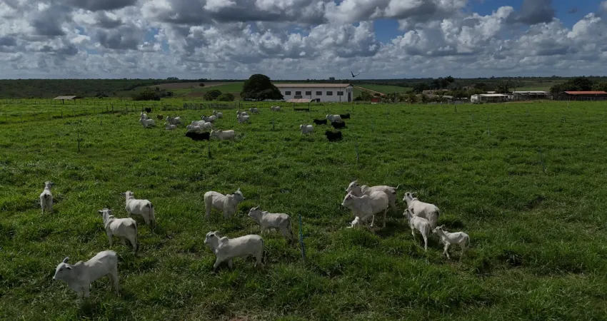 Fazenda com 300 hectares bastante estruturada uma mega propriedade para pessoas de bom gosto