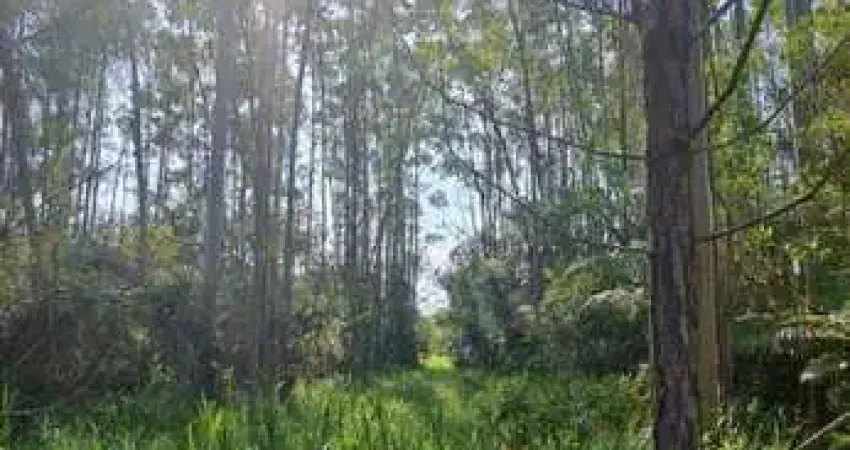 Chácara / sítio à venda na Rua Bairro Morretes, 00, Morretes, Balneário Piçarras