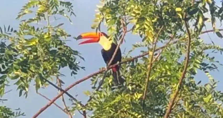 Lote 400m² à venda no ecogarden residence condomínio com bosque e lazer em maringá