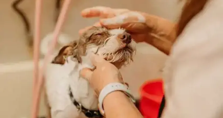Ponto comercial à venda na Avenida Tuiuti, Vila Morangueira, Maringá