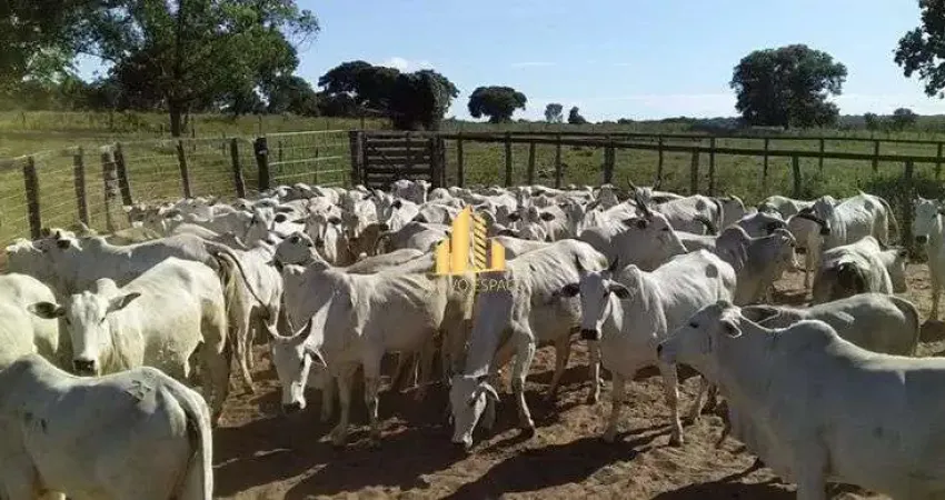 Fazenda de 1.844 hectares   santa fé de minas venda ou arrendamento