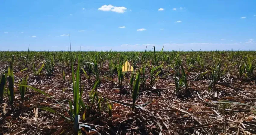 Fazenda à venda em perdizes-mg – 170 hectares – excelente localização