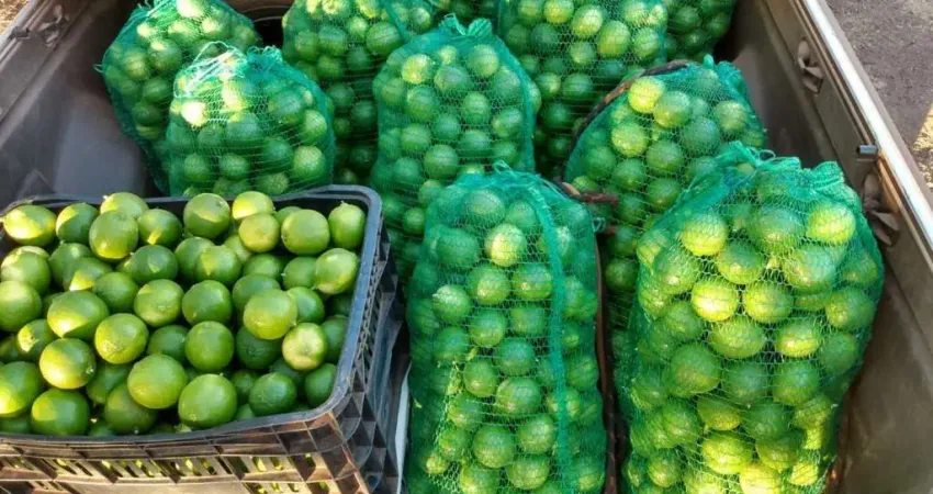 Chácara para venda em acorizal, acorizal, 3 dormitórios, 1 suíte, 1 banheiro