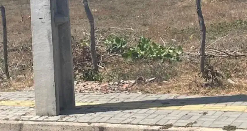 Terreno na praia da taiba, área  (14,00x 40,00), vista mar, asfalto na porta