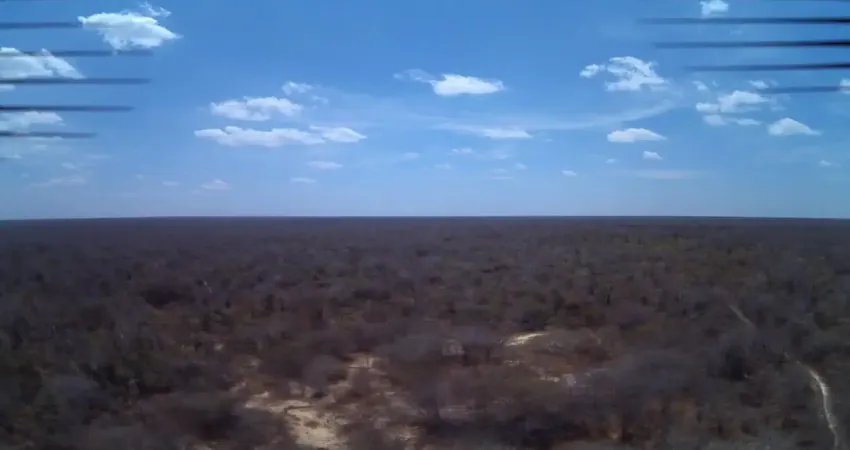 Ótimo investimento para rendimentos em créditos de carbono