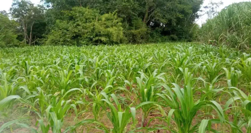 Chácara / sítio com 2 quartos à venda na Assentamento Sadia 3, sn, Centro Sul, Várzea Grande