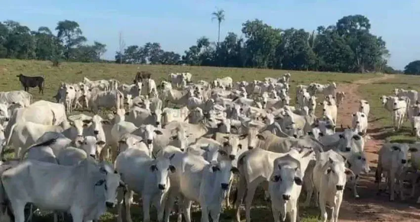 Fazenda a venda proximo de cuiaba saida p/ rondonopolis