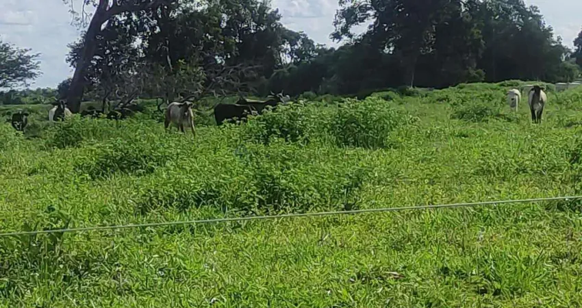 fazenda de 361 alqueires no município de Mozarlândia no estado de Goiás