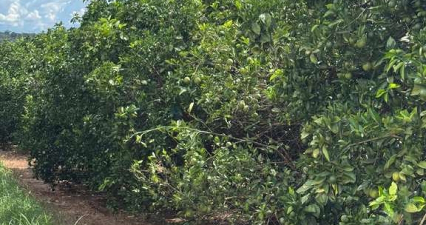 fazenda de 404 alqueres na região da cidade de Fernandópolis - SP