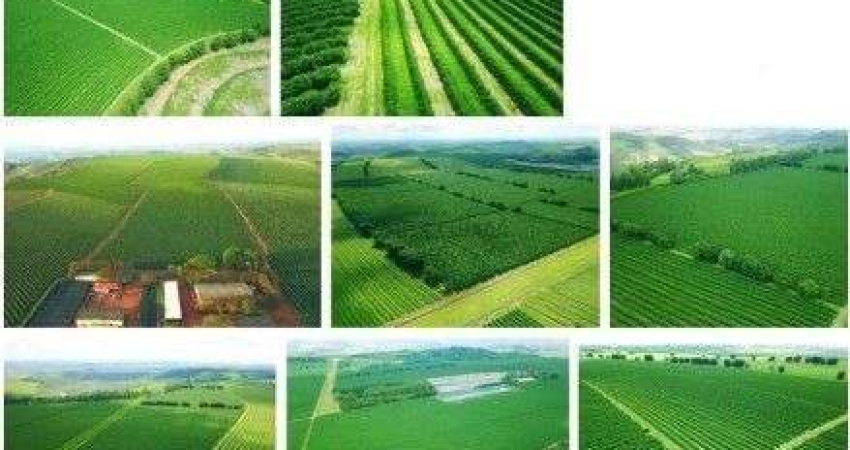 fazenda de Café sendo uma área de 2.653 Hectares, 548,14 Alqueires