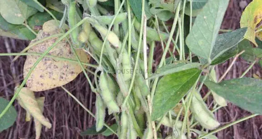 Àrea de 768 hectares na região da cidade de Itiquira no estado do Mato Grosso MT