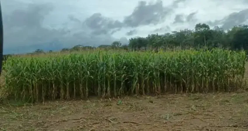 Fazenda à Venda a 12 km de Cuiabá/MT, Oportunidade