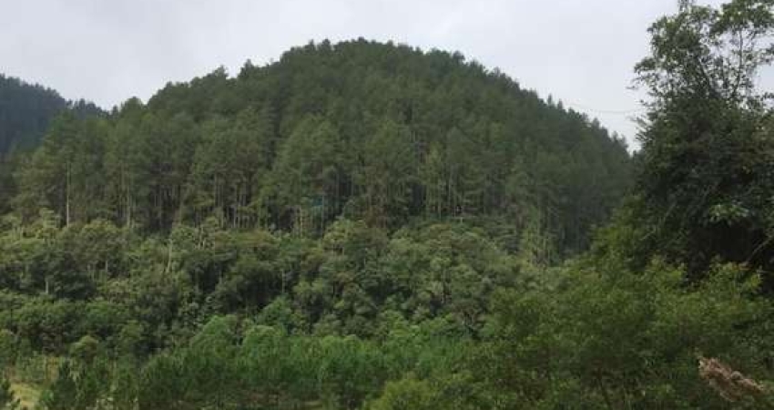 Fazenda com 1.200 alqueires (2.880 hectares) com 700 alqueires em pinus plantado