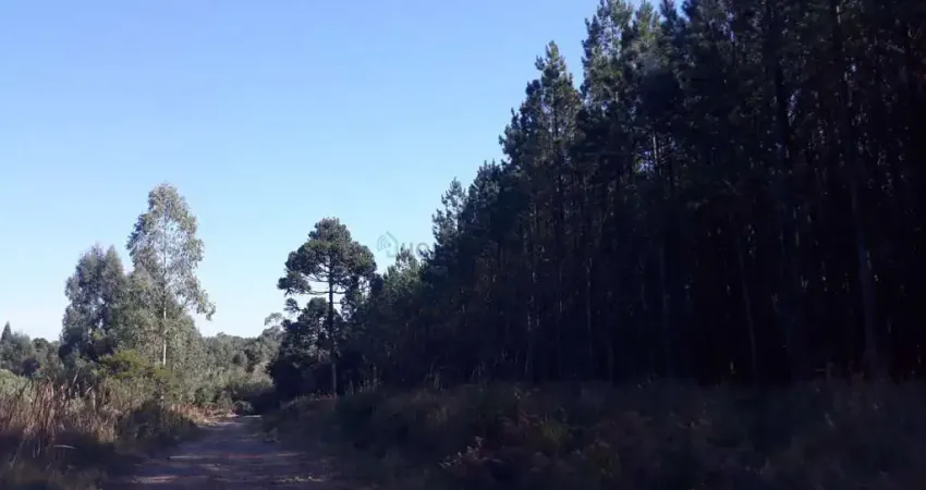 Fazenda de porteira fechada com 3.199,27 hectares com pinus, eucaliptos e araucá
