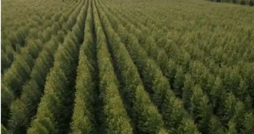 fazenda de 890 hectares de área total, com 350 hectares de floresta de teca impl