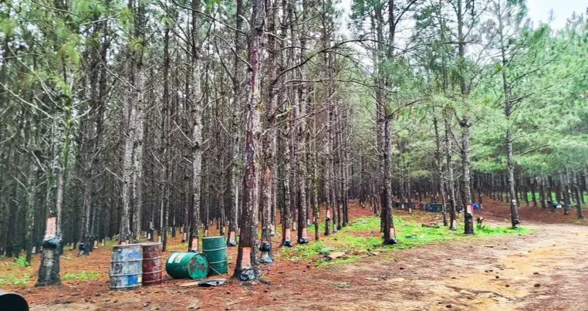fazenda com pinus tripla aptidão divisa com os estados do Paraná e Santa Catarin