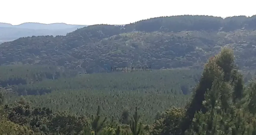 fazenda com pinus a venda na região de Itapetininga o estado de São Paulo SP