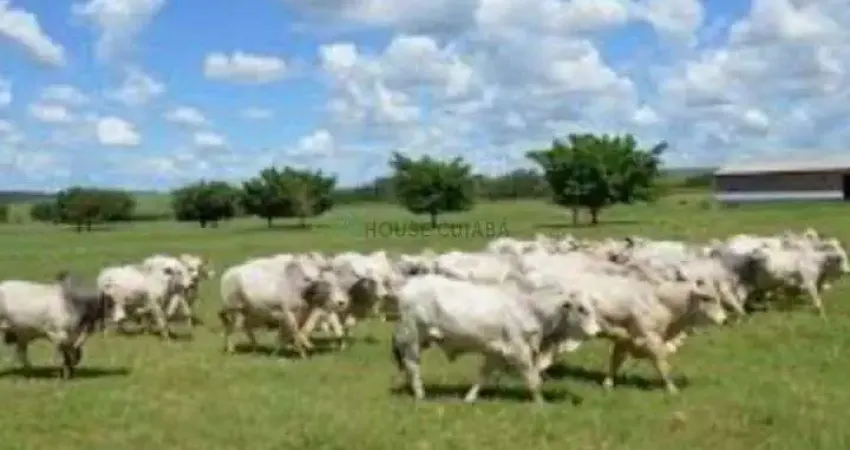 Fazenda à venda na Área Rural de Rondonópolis, Rondonópolis