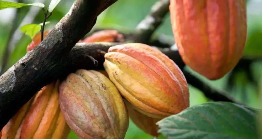 Fazenda à venda na Av Beira Rio, 1, Centro, Uruçuca