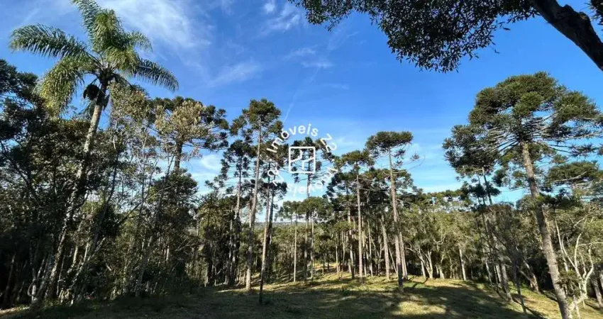 Chácara / sítio à venda na Avenquinha, Campo Alegre 