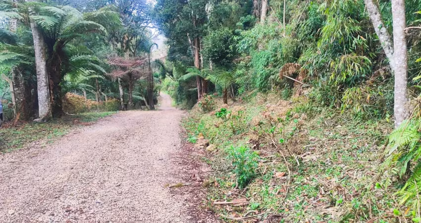 Chácara / sítio à venda na Rua Anna Didi Baptista Gabardo, 1945, Borda do Campo, São José dos Pinhais