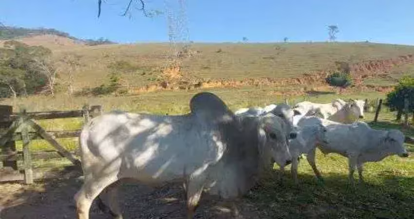 Chácara / sítio à venda no Córrego do Ouro, Macaé 