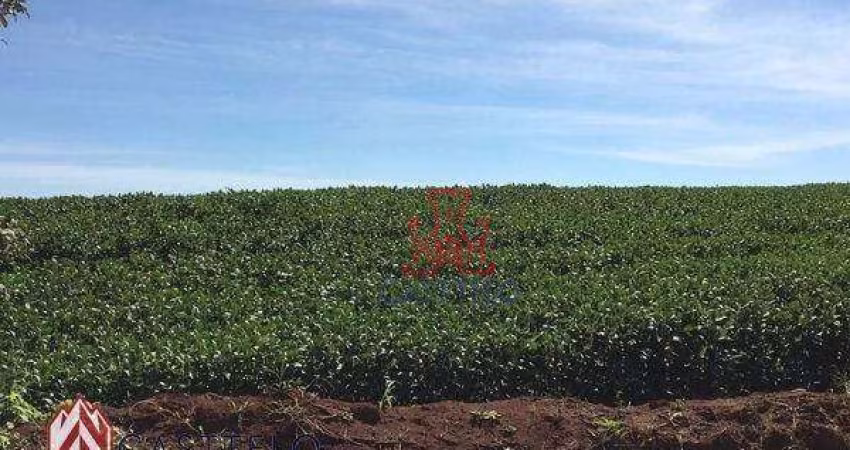 Sítio à venda, 27000 m² por R$ 2.500.000,00 - Gleba Ribeirão Cafezal - Londrina/PR
