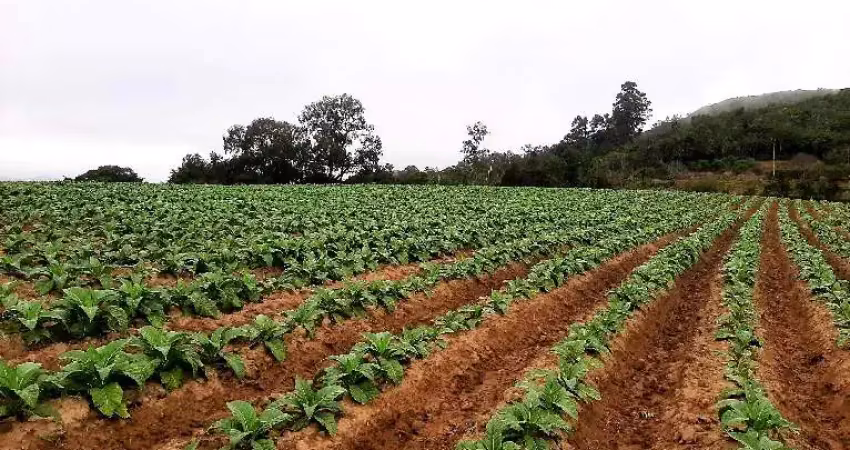 Chácara / sítio à venda na A LINHA DR. FLORES, Zona Rural, Mariana Pimentel