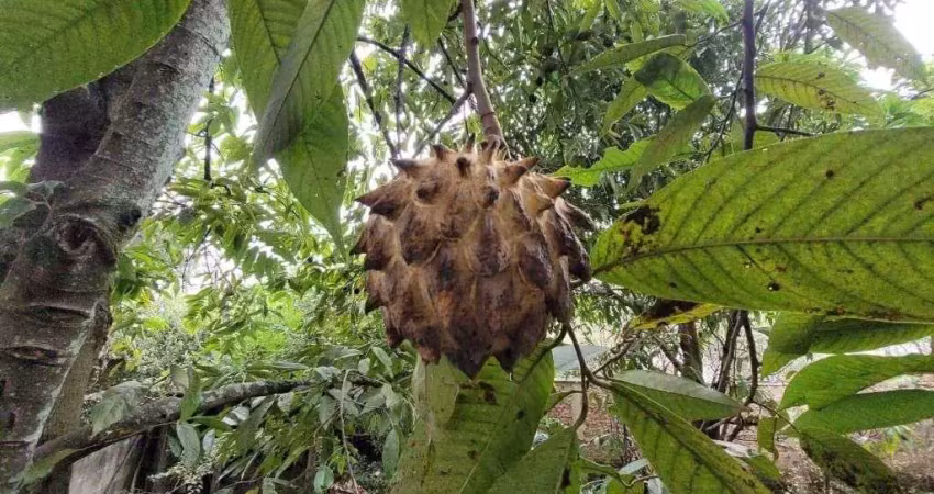 Terreno em condomínio à venda, nossa senhora do perpétuo socorro - pindamonhangaba