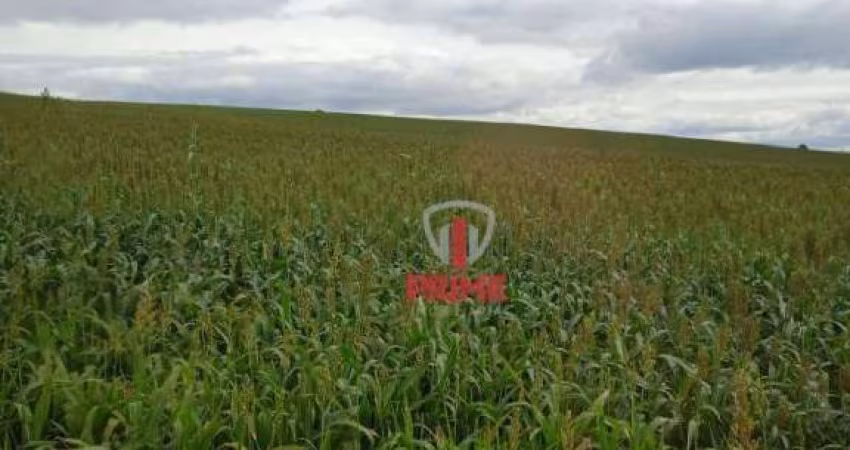 Fazenda à venda em Porecatu no Paraná. Com 40 alqueires, sendo 37 alqueires plantado num quadro somente, topografia plana. Valor da venda R$ 12.000