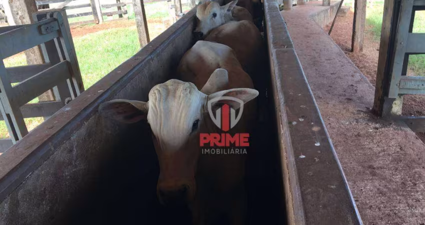 Fazenda à venda em Umuarama no Paraná.   - Somente 16 Km da cidade, estrada toda cascalhada.