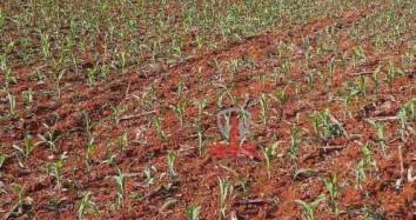 Fazenda à venda em Manoel Ribas no Paraná. Com 53 alqueires sendo 14 alqueires com plantio, mangueira, reserva localizada, pasto reformado.  Aceita pr