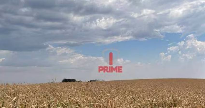 Sítio à venda em Assaí no Paraná.  - Com 10 alqueires sendo 06 alqueires de plantio.