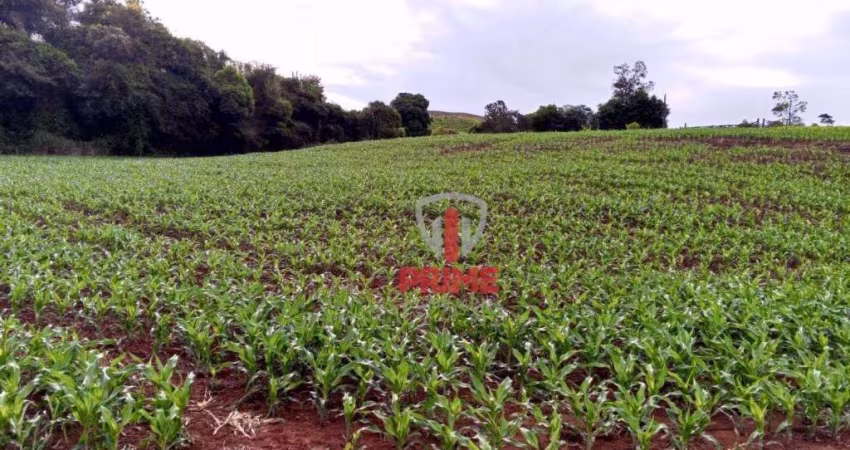 Sítio à venda em Primeiro de Maio no Pr.   - Com 10 alqueires, sendo 8 alqueires de plantio, ondulado.