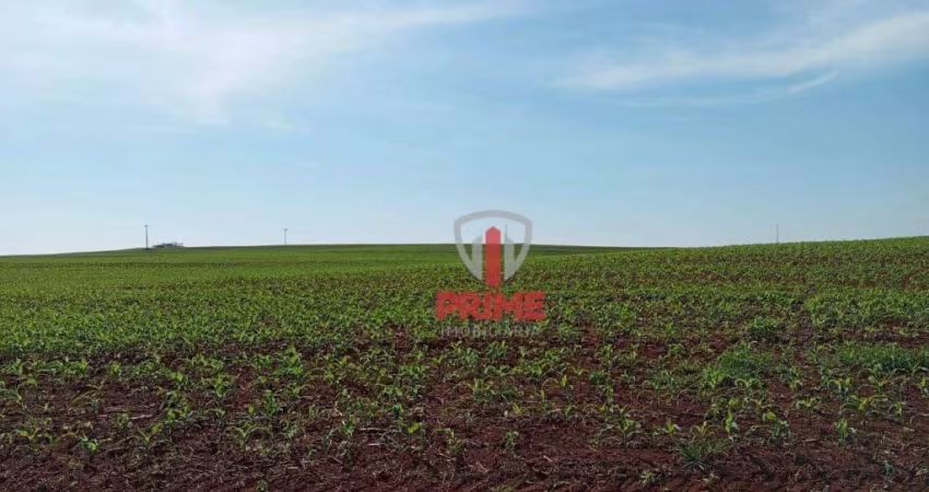 Sítio à venda em Primeiro de Maio no PR.   - Com 8 alqueires, planta tudo, terra roxa, 500 metros do asfalto.